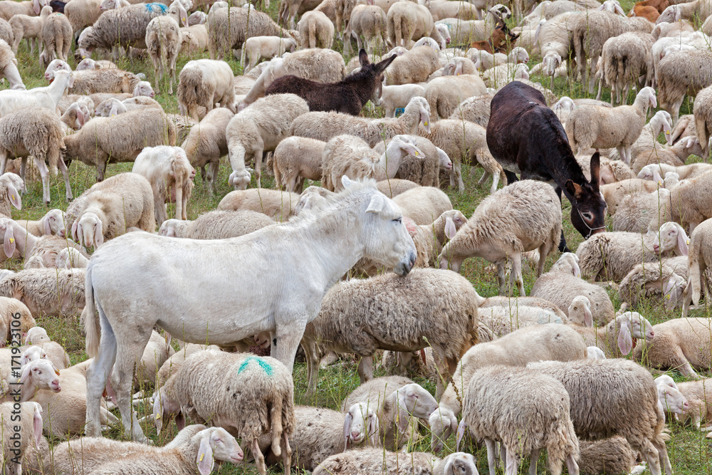 a flock of sheep and donkeys rest during transhumance a flock of sheep and donkeys rest during transhumance