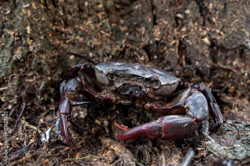 field crab photo