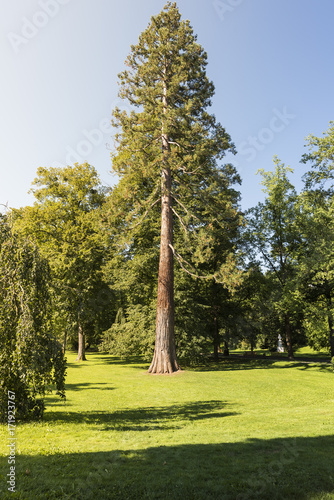 Large park tree in Lichtentaler Allee in Baden-Baden