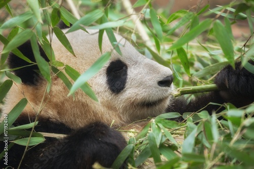 Fototapeta Naklejka Na Ścianę i Meble -  Giant panda eating bamboo