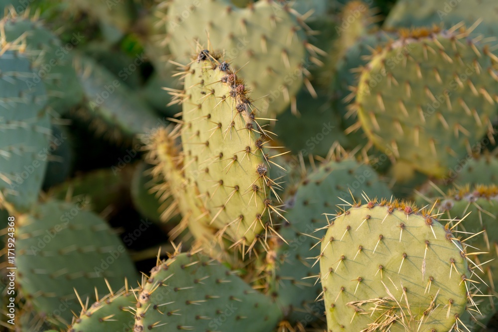 Detail view of cactus plant Detail view of cactus plant