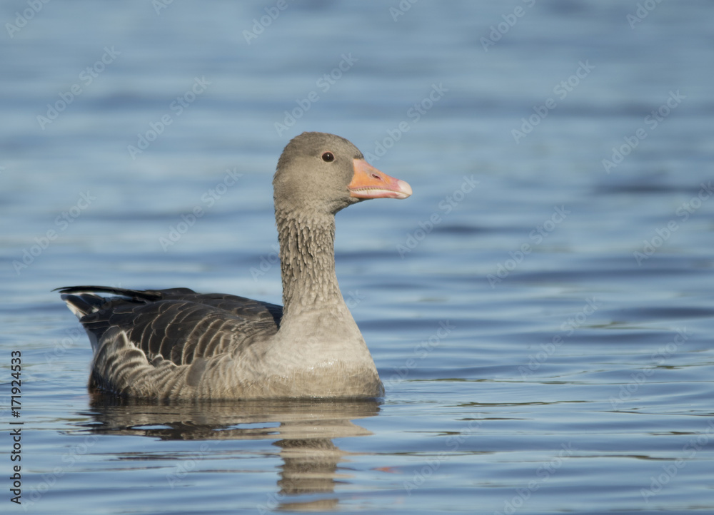 Greylag Goose Greylag Goose