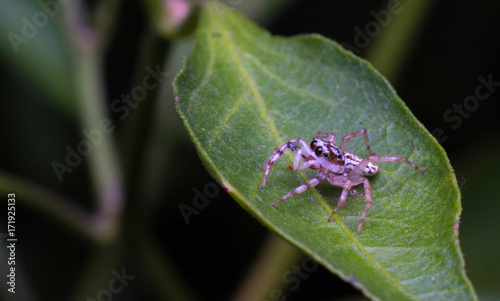 Close up small white spider on the green leave