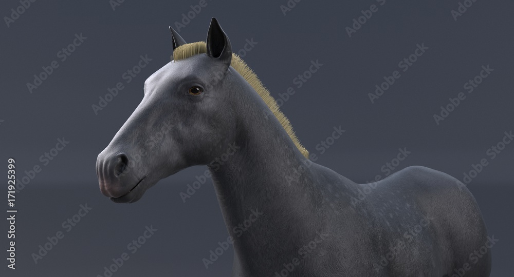 Gray Horse (3D)