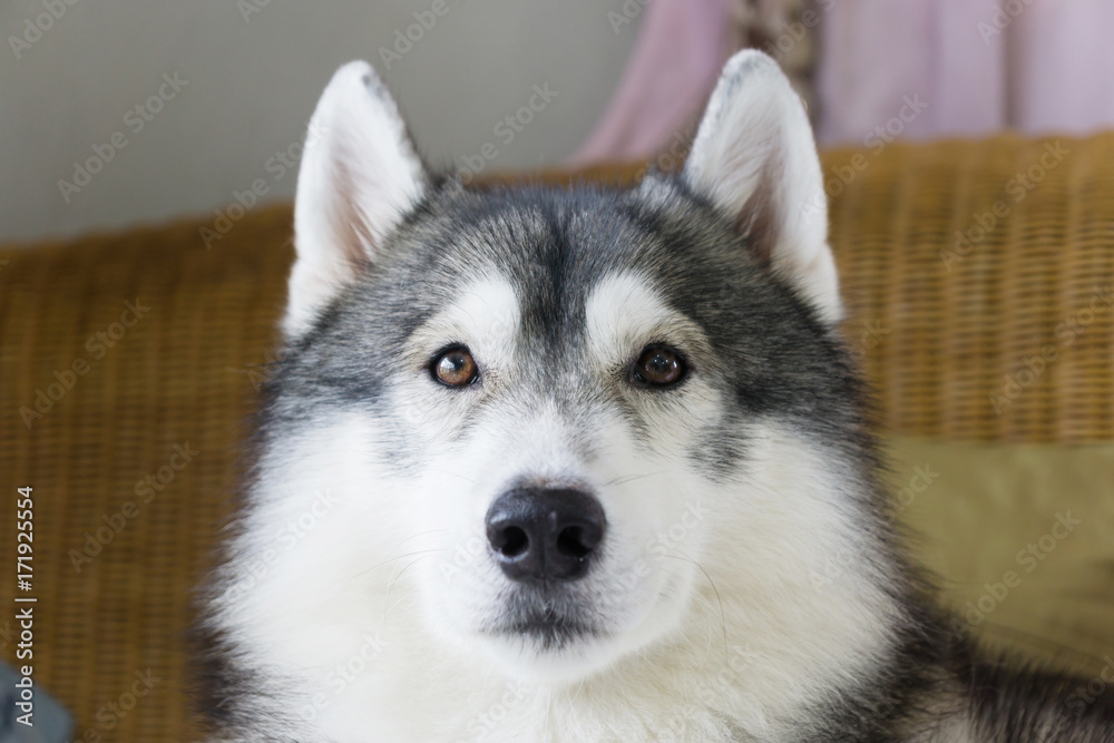Portrait of Siberain husky dog