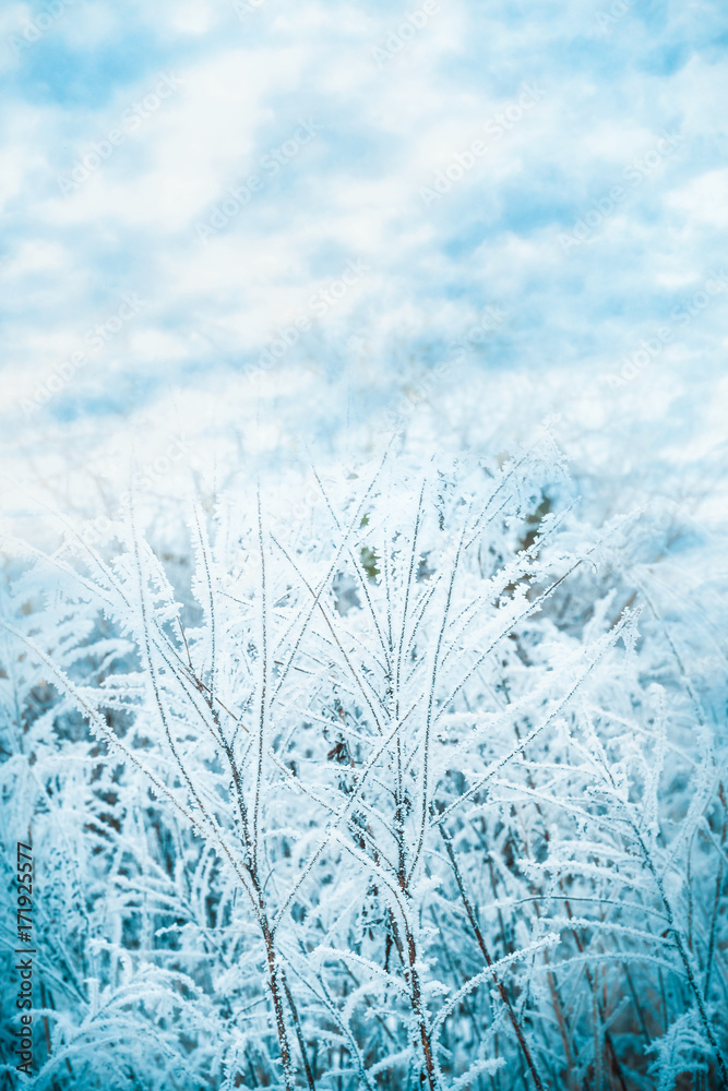 Winter nature background with frozen grass at beautiful sky background Winter nature background with frozen grass at beautiful sky background