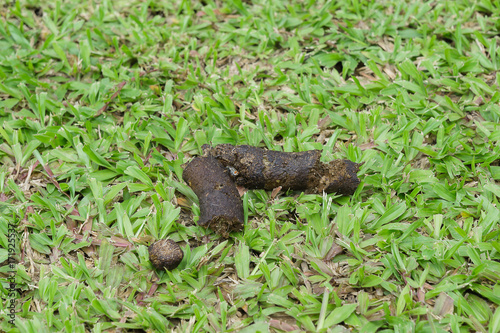 Dog poo on green grass