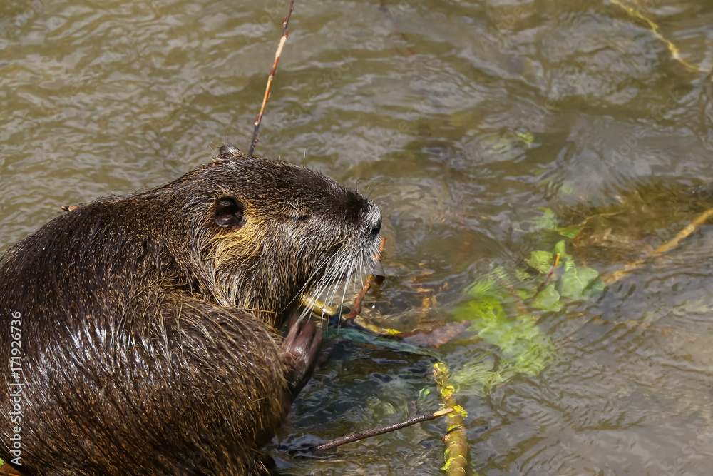 Nutria putzt sich im Wasser, Myocastor coypus Nutria putzt sich im Wasser, Myocastor coypus