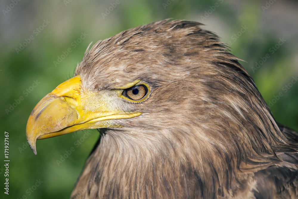 Obraz premium White-tailed eagle head