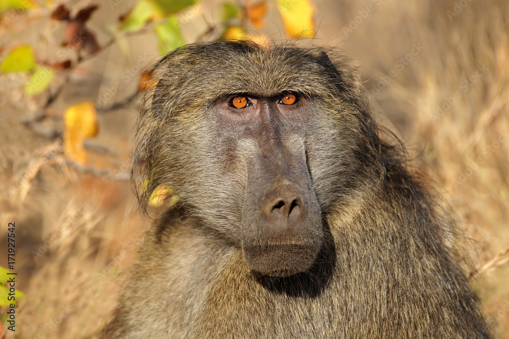Fototapeta premium Portrait of a male chacma baboon (Papio ursinus), Kruger National Park, South Africa.