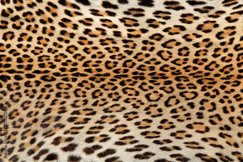 Fototapeta premium Close-up view of the skin of a leopard (Panthera pardus).