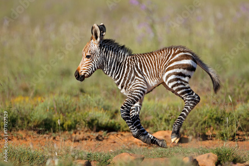 Cape mountain zebra (Equus zebra) foal running, Mountain Zebra National Park, South Africa.