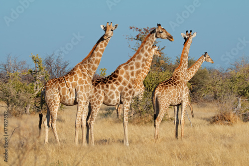 Giraffes (Giraffa camelopardalis) in natural habitat, Etosha National Park, Namibia.
