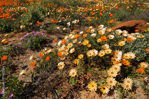 Colorful Namaqualand daisies (Dimorphotheca pluvialis), South Africa.