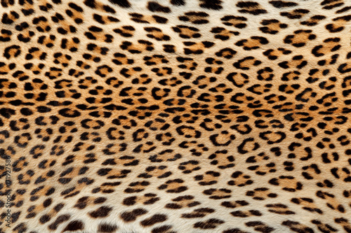 Close-up view of the skin of a leopard (Panthera pardus).