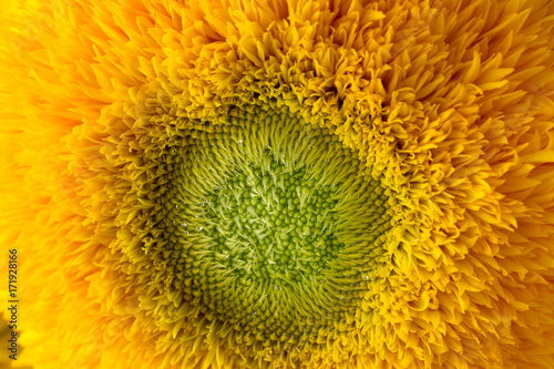 Bunch of sunflowers Teddy Bear in a glass vase. A dwarf sunflower plant with multiple large yellow golden double flowers.