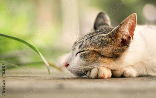 Sleeping head cat