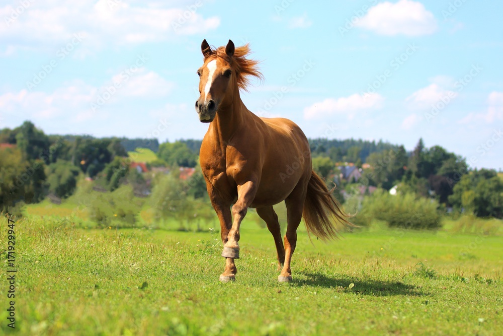 Pferd auf Koppel Pferd auf Koppel