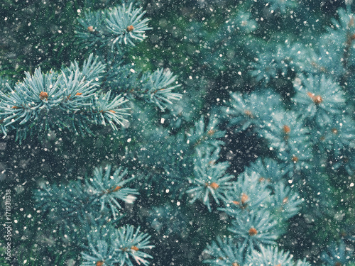 Snow fall in winter forest. Christmas new year magic. Blue spruce fir tree branches detail.