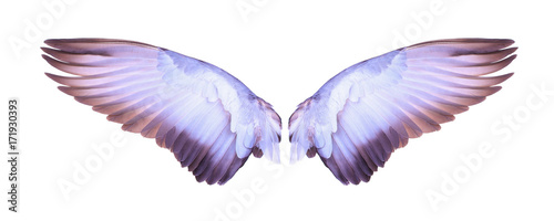 wings of bird on wite background
