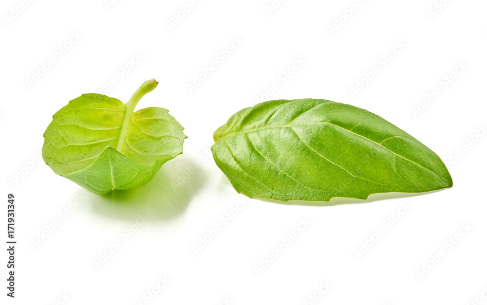 Basil leaves isolated on white background. Macro photography with great depth of field. DoF . Basil leaves isolated on white background. Macro photography with great depth of field. DoF .