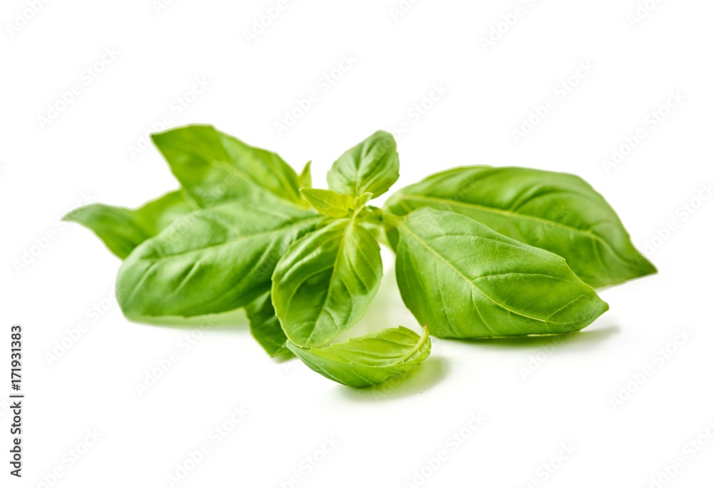 Fresh basil leaves isolated on white background. Fresh basil leaves isolated on white background.
