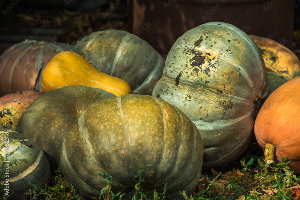Fall harvest