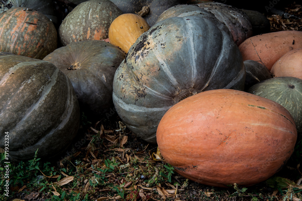 Fall pumpkins
