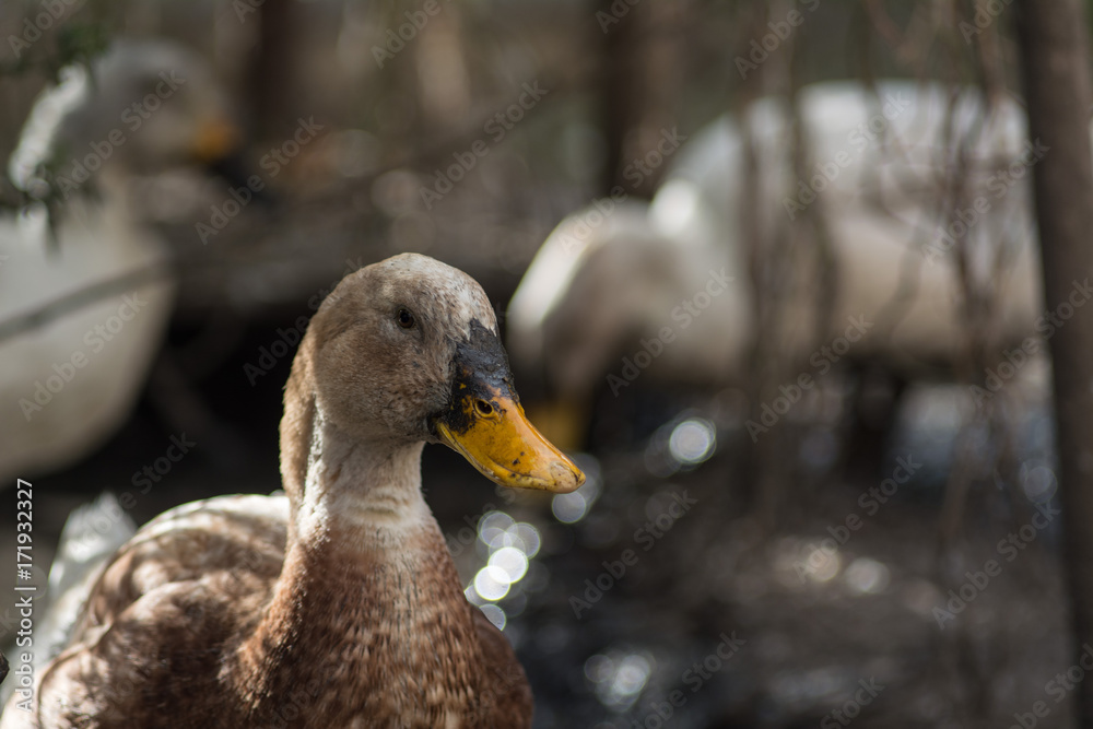 Duck