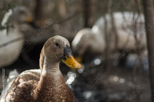 Obraz na płótnie Duck w salonie