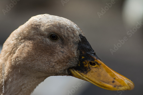 Duck close portrait
