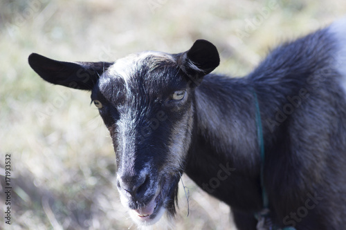 portrait of a domestic goat