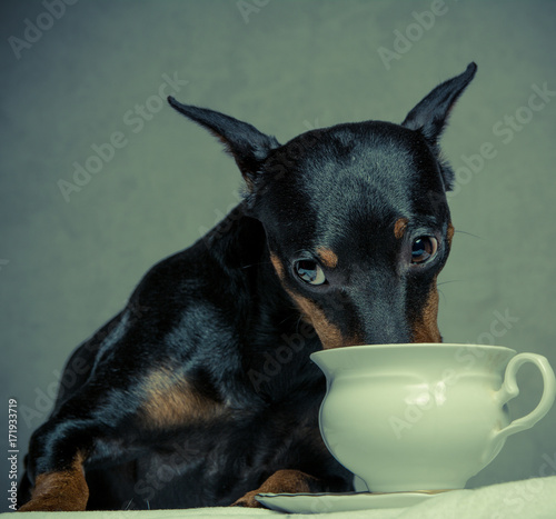 a dog is drinking milk