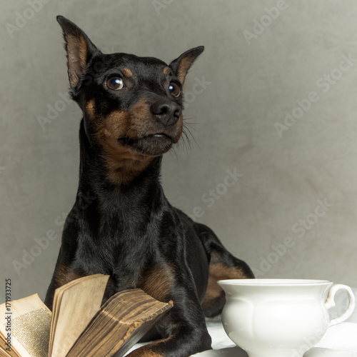 a clever dog