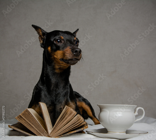 a dog is thinking about a book it read