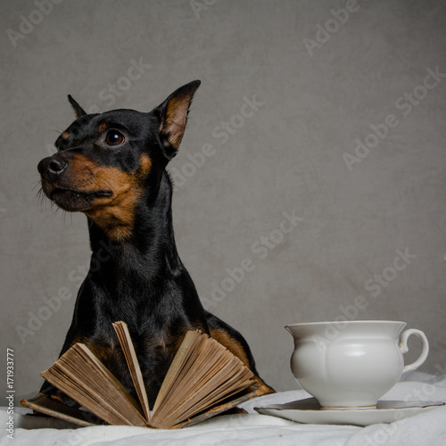 clever dog