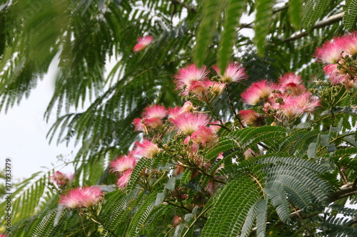 Seidenakazie/ Albizia julibrissin photo