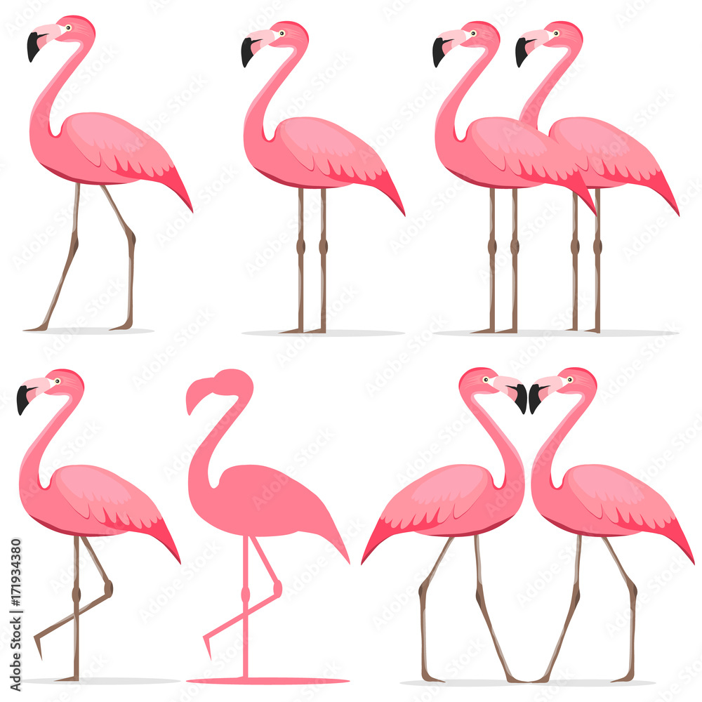 Fototapeta premium Flamingo, a set of pink flamingos.