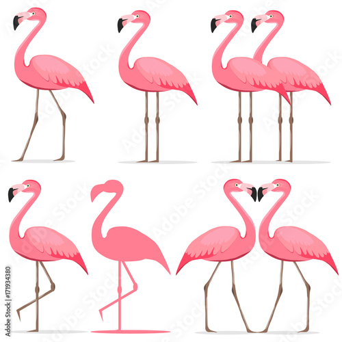 Flamingo, a set of pink flamingos. © dvolkovkir1980