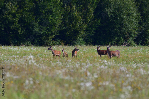 Fototapeta Naklejka Na Ścianę i Meble -  deerskin grazing on the meadow