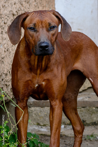 а dog stares