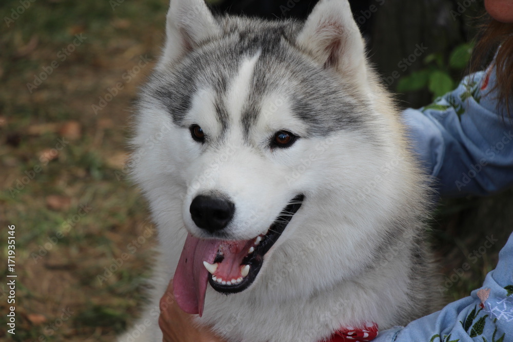 dog, animals, pets, husky, husky, Siberian, white fur, muzzle, eyes, ears, mouth, puppy, portrait, malamute, human friend, Aleut, Alaska, tongue, teeth,