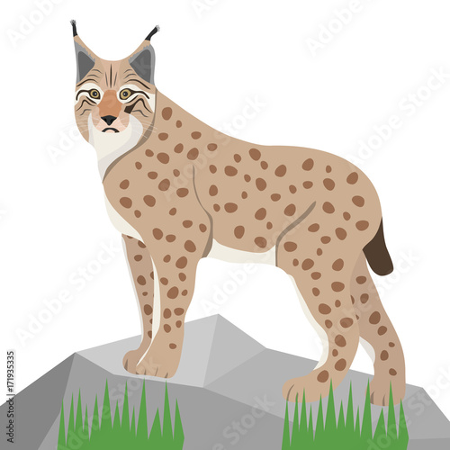 Lynx on white background, realistic lynx on stone