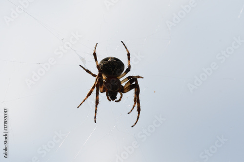 spider hunting the fly on his his web © Pavol Klimek