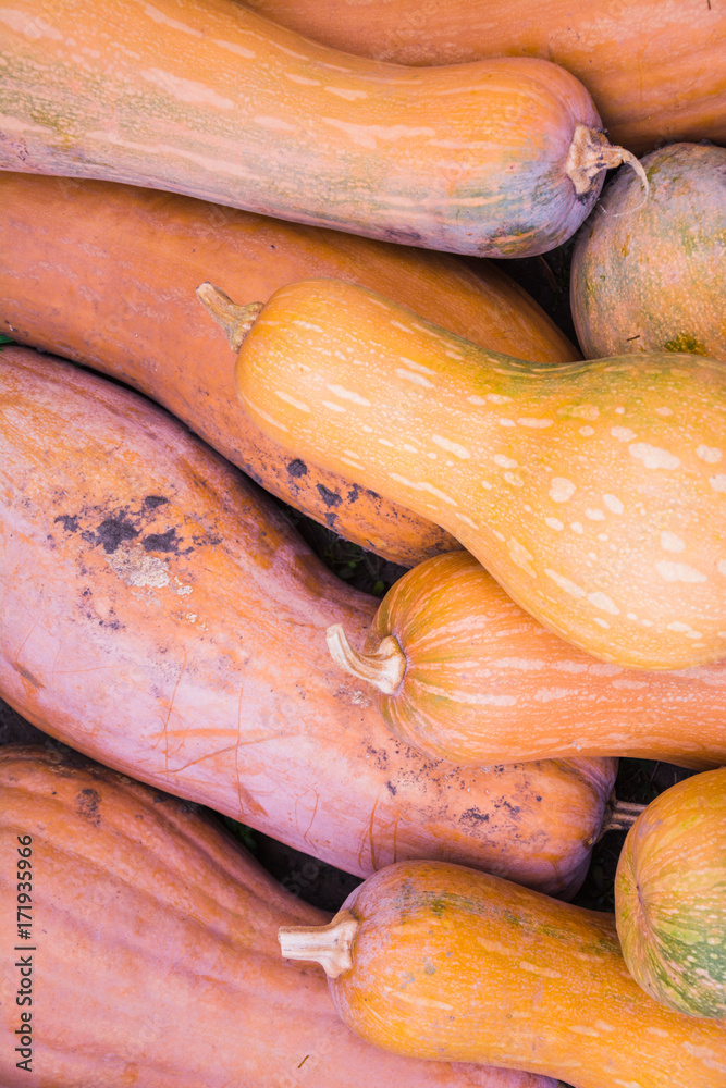 Pumpkins background #1