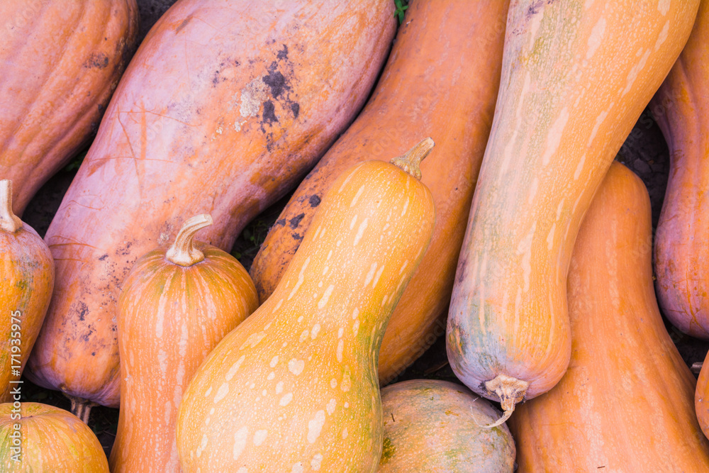 Pumpkins background #1