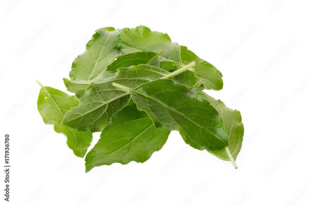 Basil leaves isolated on white background. Top view Basil leaves isolated on white background. Top view