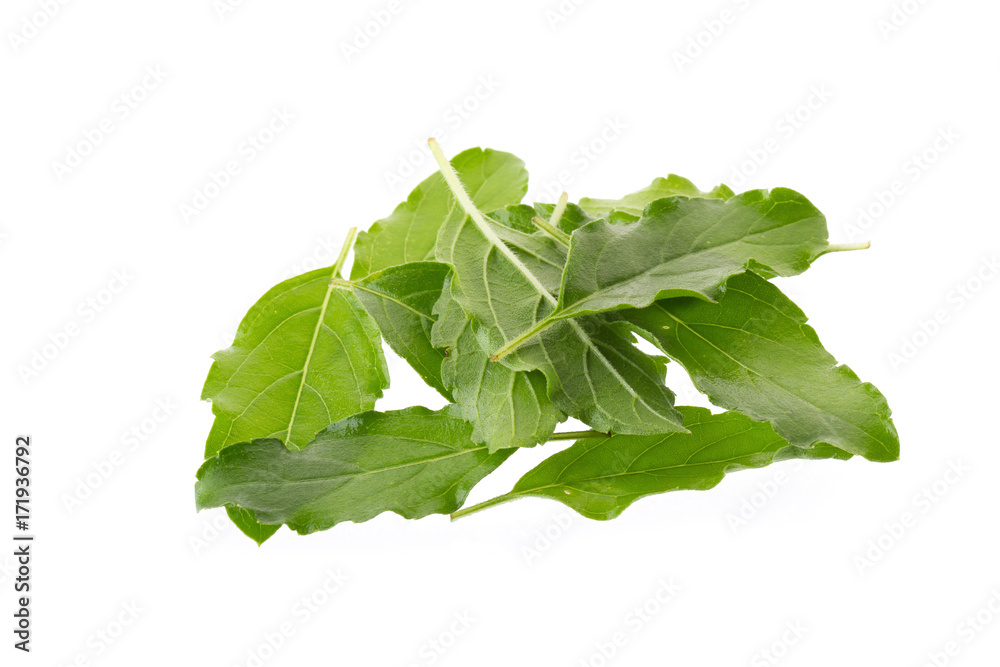 Basil leaves isolated on white background. Top view Basil leaves isolated on white background. Top view