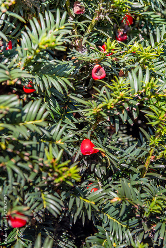 Red berries of a Taxas Baccata tree from close