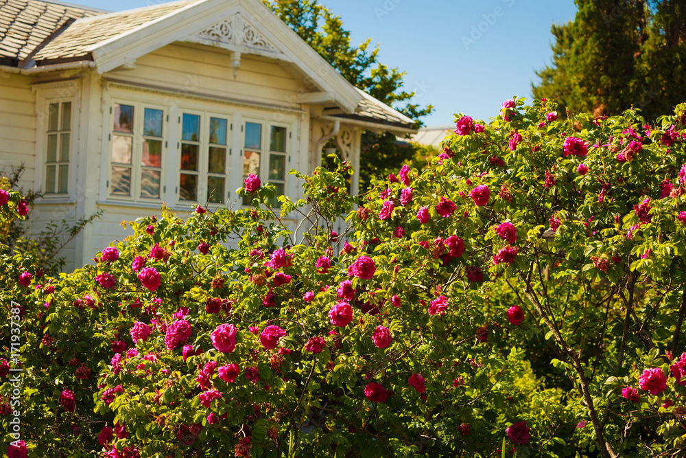 Beautiful bush with pink roses, white house in background